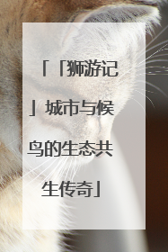 「狮游记」城市与候鸟的生态共生传奇
