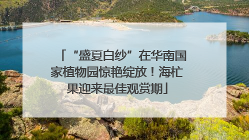 “盛夏白纱”在华南国家植物园惊艳绽放！海杧果迎来最佳观赏期
