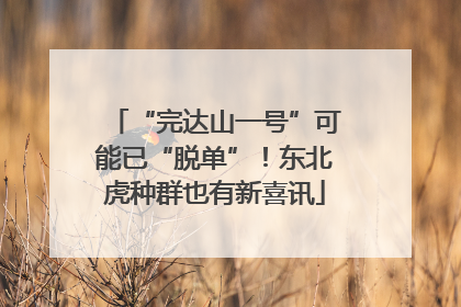 “完达山一号”可能已“脱单”！东北虎种群也有新喜讯