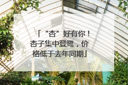 “杏”好有你！杏子集中登鹭，价格低于去年同期