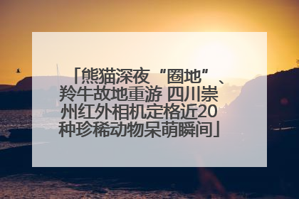 熊猫深夜“圈地”、羚牛故地重游 四川崇州红外相机定格近20种珍稀动物呆萌瞬间