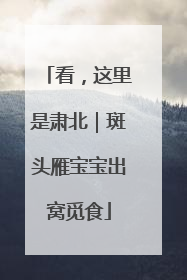 看，这里是肃北｜斑头雁宝宝出窝觅食