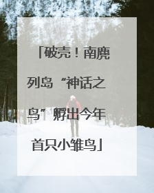 破壳！南麂列岛“神话之鸟”孵出今年首只小雏鸟
