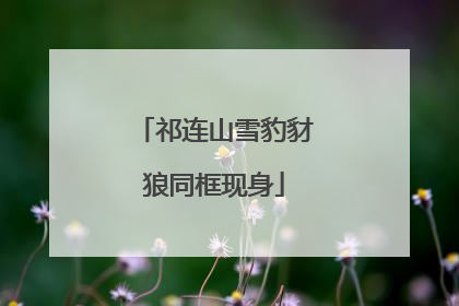 祁连山雪豹豺狼同框现身