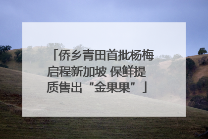侨乡青田首批杨梅启程新加坡 保鲜提质售出“金果果”