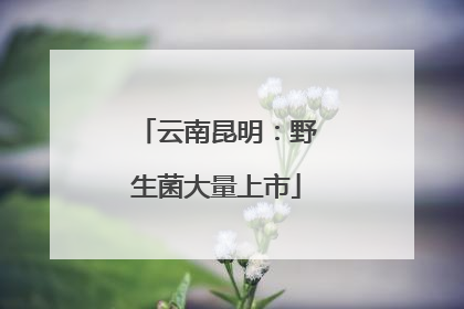 云南昆明：野生菌大量上市