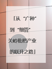 从“广种”到“细管” 关岭枇杷产业的跃升之路