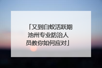 又到白蚁活跃期 池州专业防治人员教你如何应对
