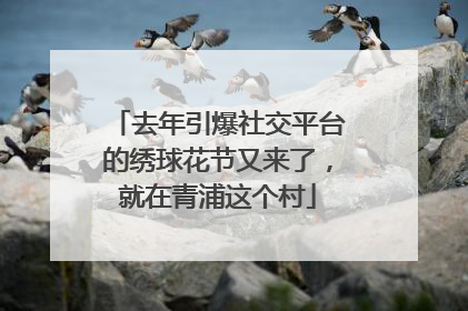 去年引爆社交平台的绣球花节又来了，就在青浦这个村