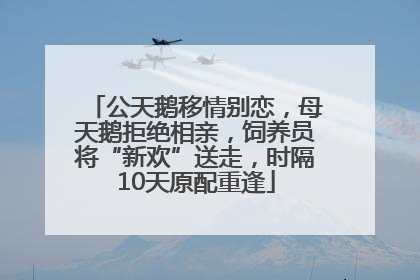 公天鹅移情别恋，母天鹅拒绝相亲，饲养员将“新欢”送走，时隔10天原配重逢