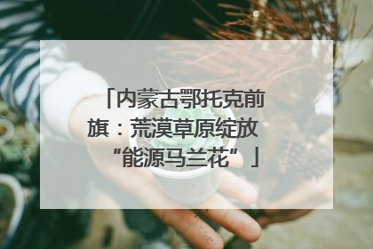 内蒙古鄂托克前旗：荒漠草原绽放“能源马兰花”