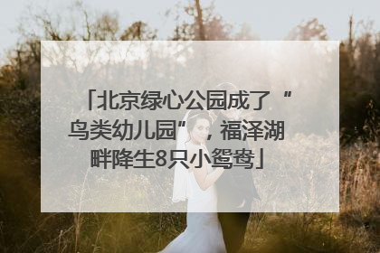 北京绿心公园成了“鸟类幼儿园”，福泽湖畔降生8只小鸳鸯