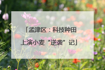 孟津区：科技种田 上演小麦“逆袭”记