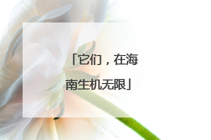 它们，在海南生机无限