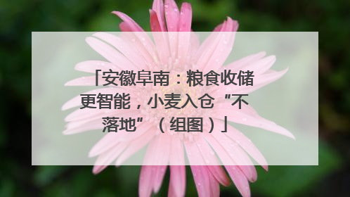 安徽阜南：粮食收储更智能，小麦入仓“不落地”（组图）