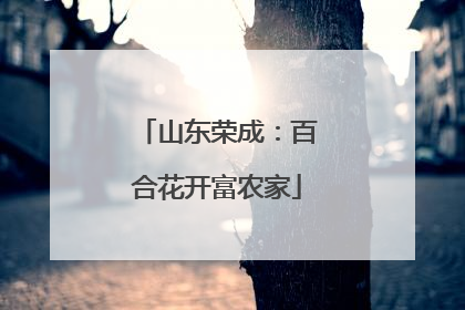 山东荣成：百合花开富农家