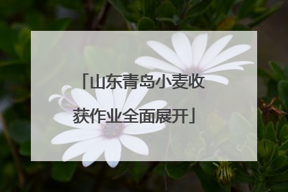 山东青岛小麦收获作业全面展开