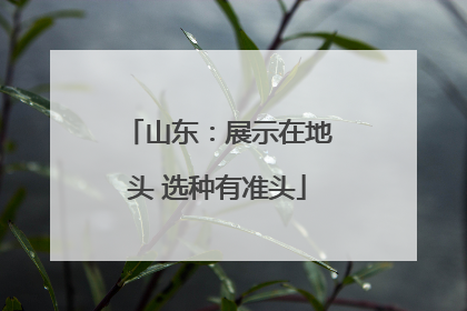 山东：展示在地头 选种有准头