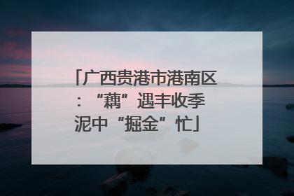 广西贵港市港南区：“藕”遇丰收季 泥中“掘金”忙