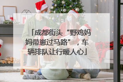 成都街头“野鸡妈妈带崽过马路”，车辆排队让行暖人心