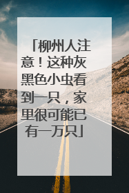 柳州人注意！这种灰黑色小虫看到一只，家里很可能已有一万只