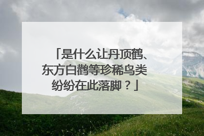 是什么让丹顶鹤、东方白鹳等珍稀鸟类纷纷在此落脚？