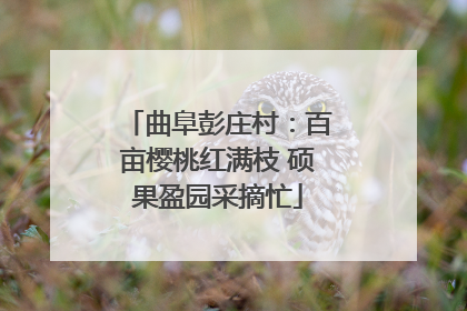 曲阜彭庄村：百亩樱桃红满枝 硕果盈园采摘忙