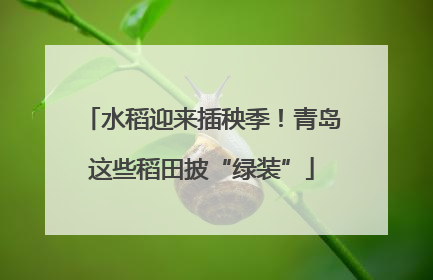 水稻迎来插秧季！青岛这些稻田披“绿装”