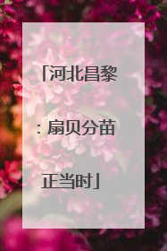 河北昌黎：扇贝分苗正当时