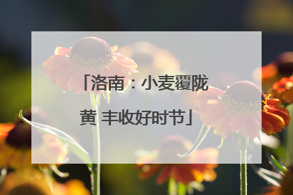 洛南：小麦覆陇黄 丰收好时节