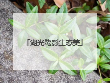 湖光鹭影生态美