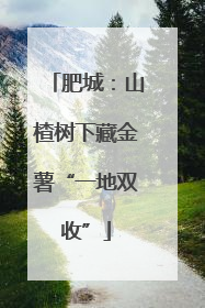 肥城：山楂树下藏金薯“一地双收”