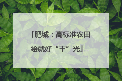 肥城：高标准农田绘就好“丰”光