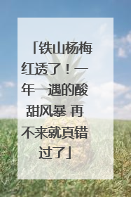 铁山杨梅红透了！一年一遇的酸甜风暴 再不来就真错过了
