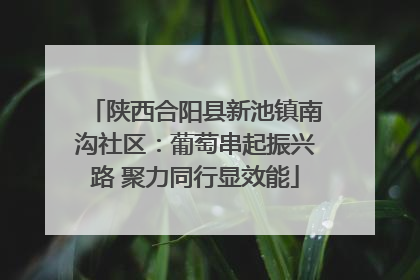 陕西合阳县新池镇南沟社区：葡萄串起振兴路 聚力同行显效能